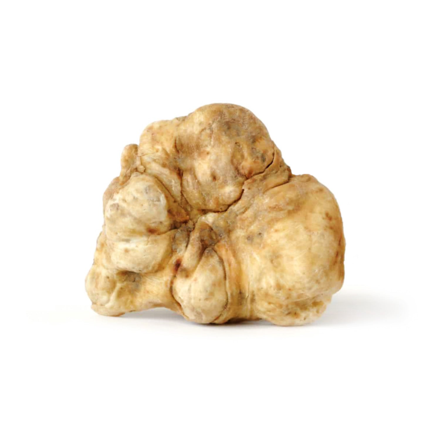 European White Truffles