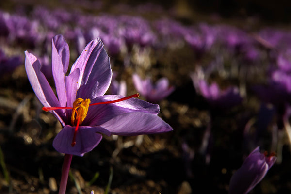 The Wonder & Tradition of Iranian Saffron