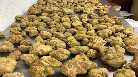 The truth about white truffles