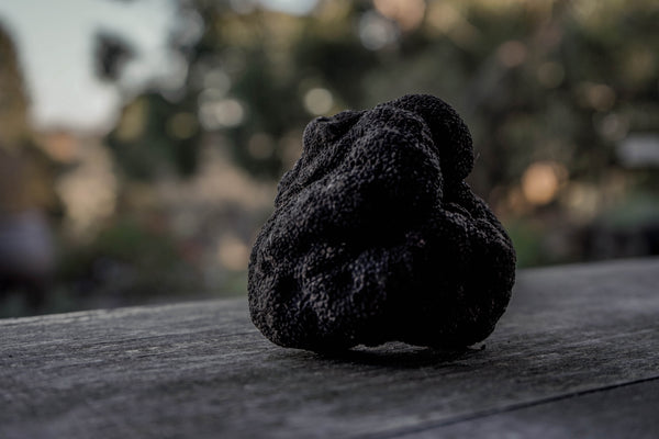 Large Black Truffles