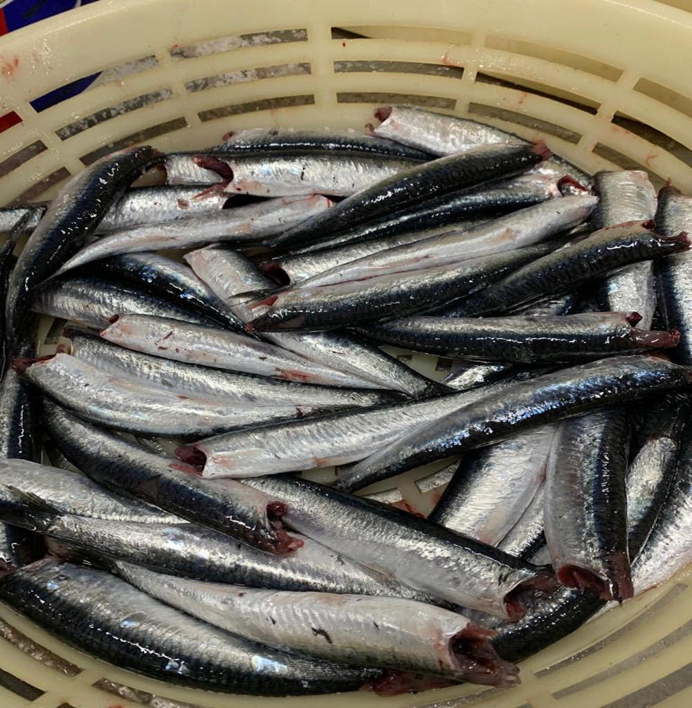 Fresh anchovies Melbourne