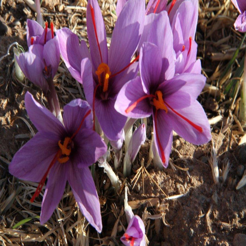 Organic saffron Australia